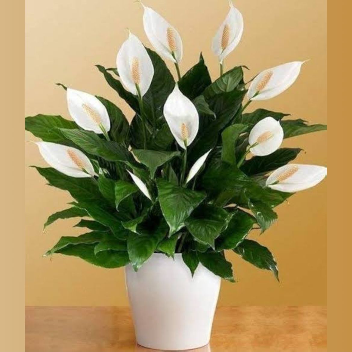 PEACE LILLY